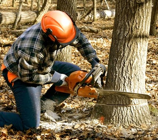 Tree Removal in Mars Hill, ME